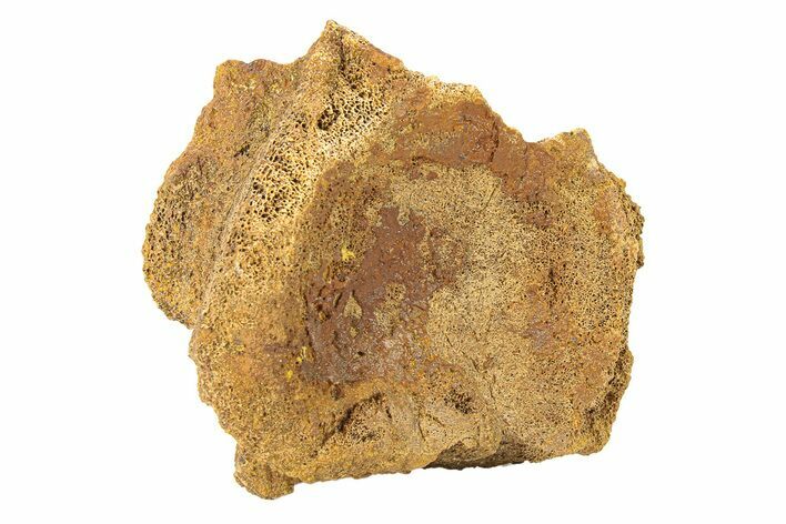 Bargain, Dinosaur Vertebra - Wyoming #292566